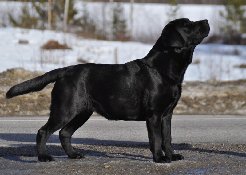 WildN’Beauty’s Few Dollars more / Labrador retriever | Wildnbeautyskennel