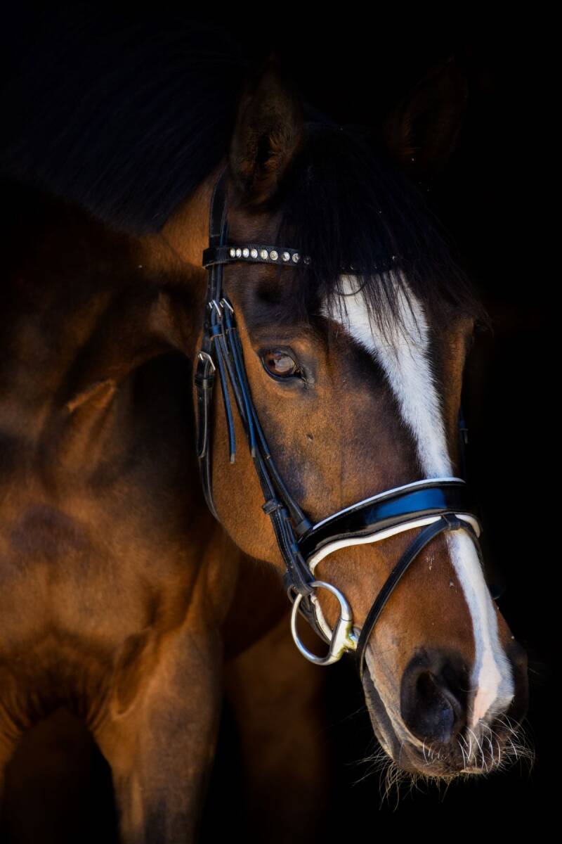A Royal Dutch sport horse named Fancy looking curious