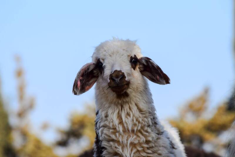 Sheep at the AAA in amman