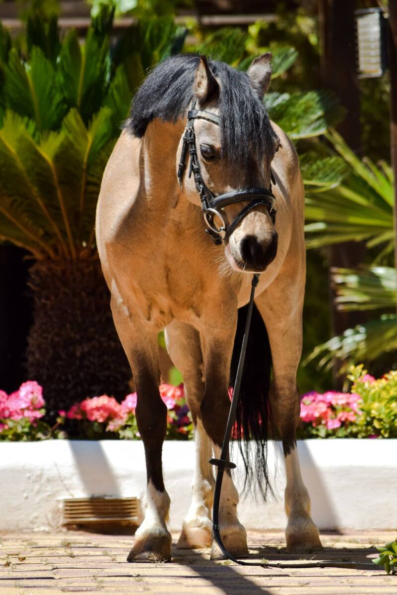 AAA pony dodger