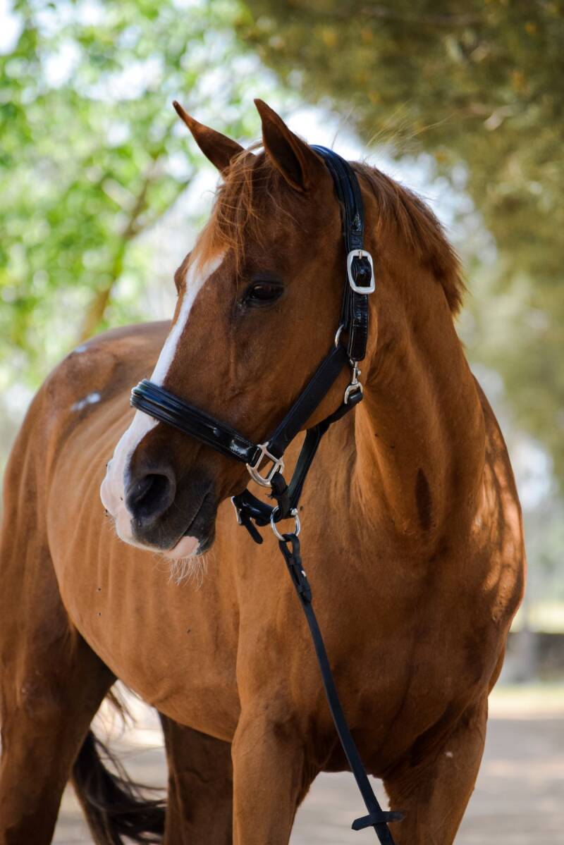 Ginger from the Alia Alassaf Academy 