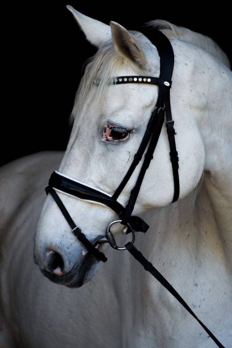 Sportshorse Amadeus posing elegently for his picture