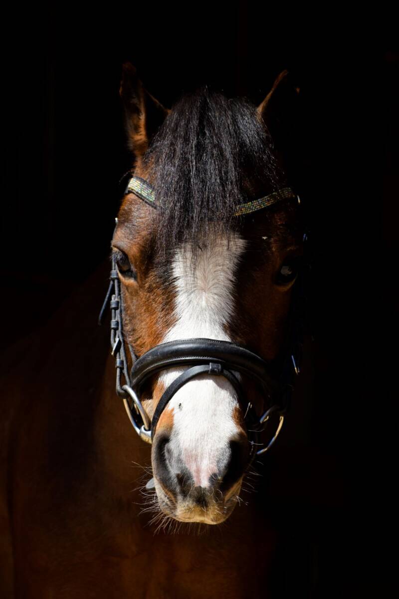 AAA pony Amy in blacklight