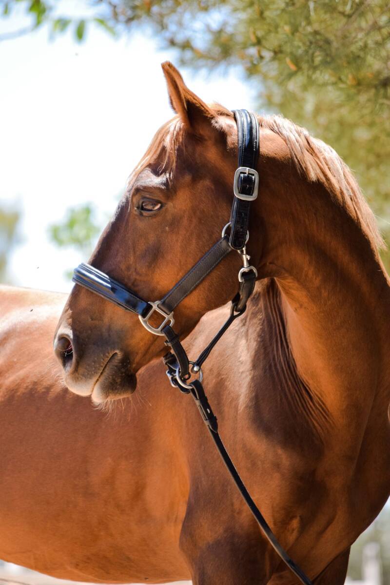 Endurance horse named Buddy posing for some pictures