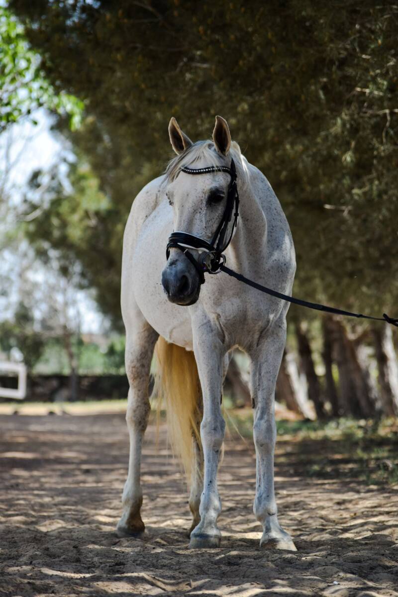 local jordan horse Candy