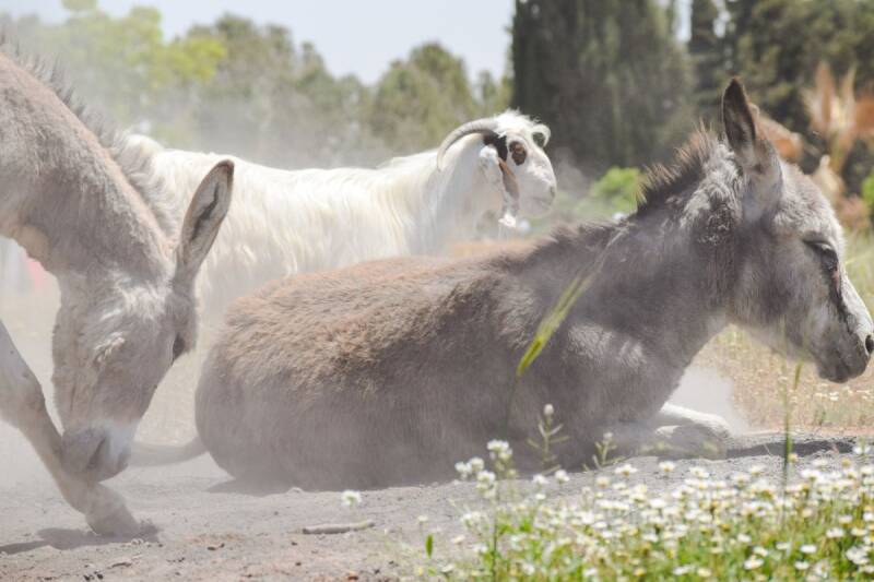 our donkey rolling in the sand