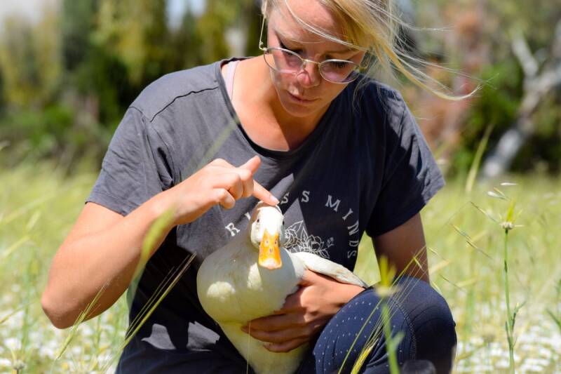 a duck loved by a girl