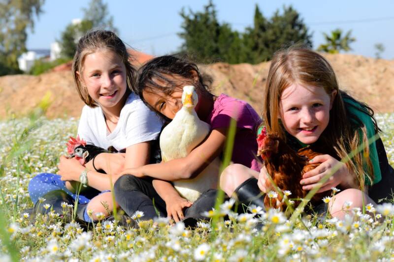 at the alia alassaf academy there are more than a 1000 animals