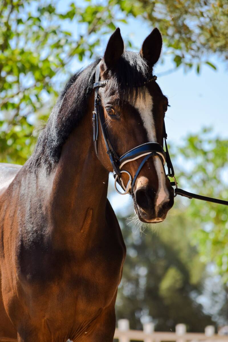KWPN horse named Fancy looking for a treat