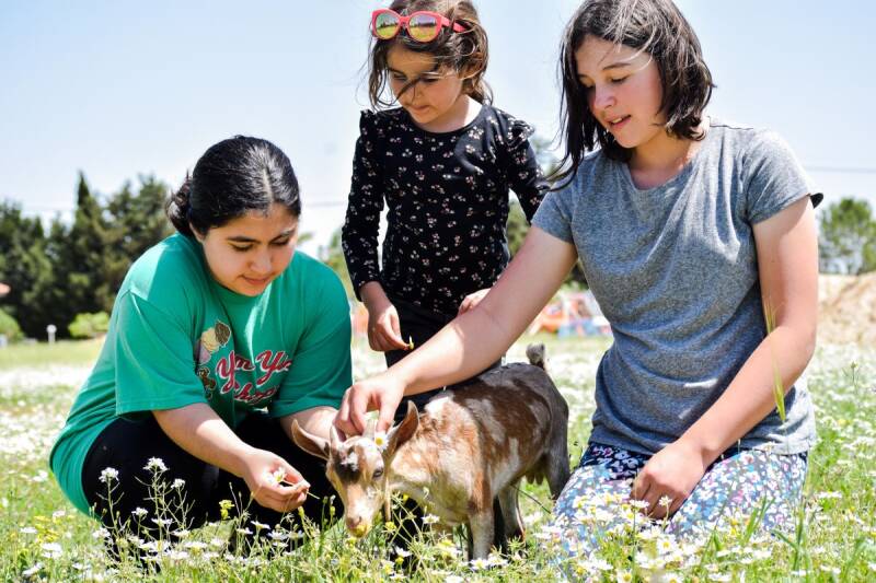 Learn about goats at the alia alasssaf academy