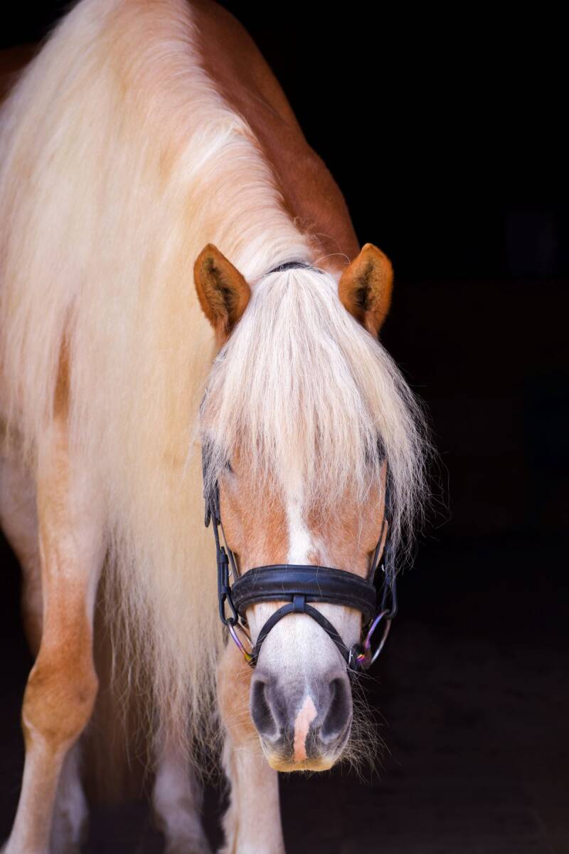 Haflinger Milou, imported buy the alasaf academy
