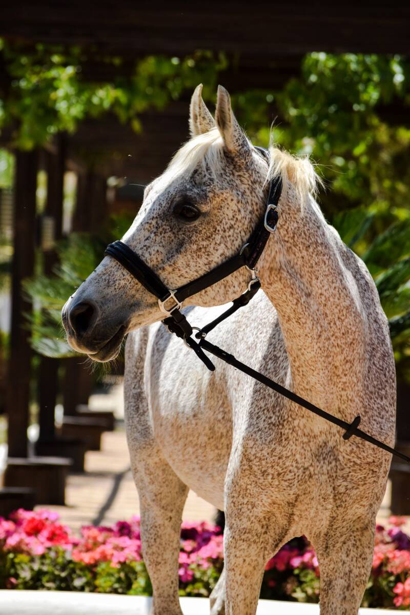 Hamdan from the alia alassaf academy