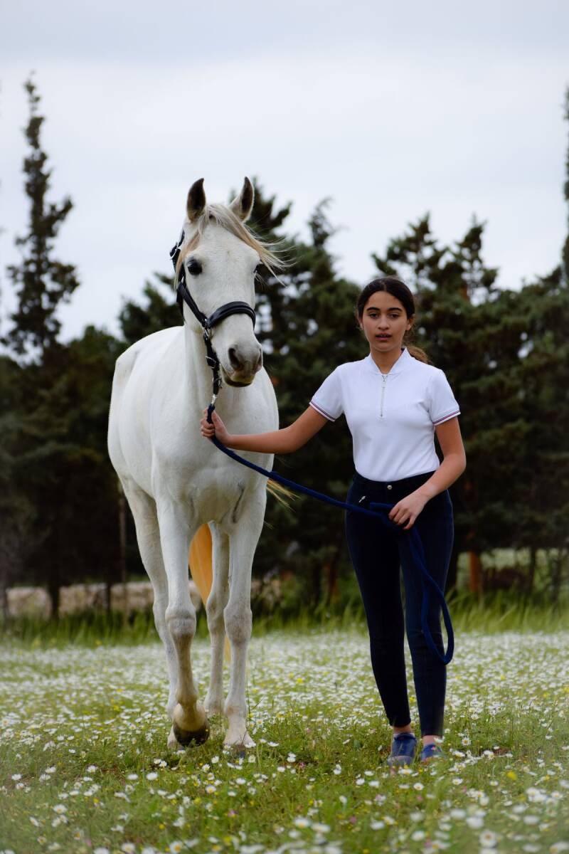 Lease horses in Amman
