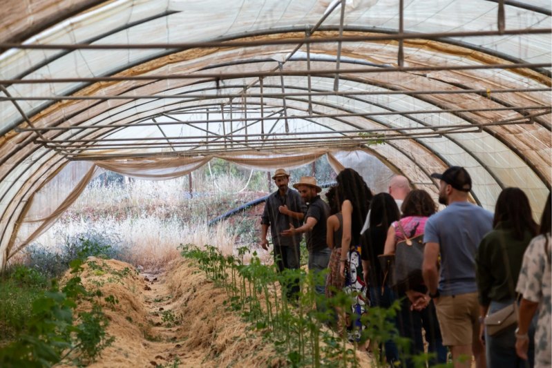 No waste food by Carob House in Madaba, grown with horse manure