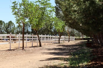 the trach of the Alia Alassaf Academy in Amman