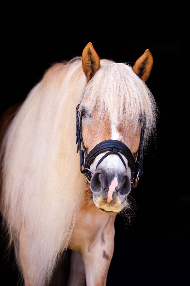 Milou in blacklight, owned by the Alia alassaf academy