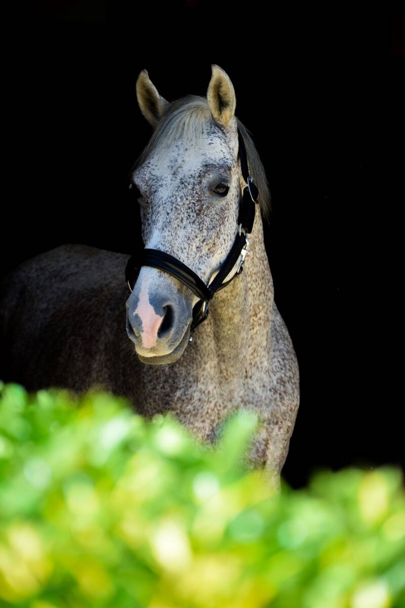 endurance horse Minghadi from the Alia Alassaf Academy