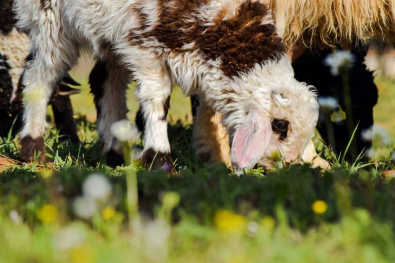 baby sheep at the alia al