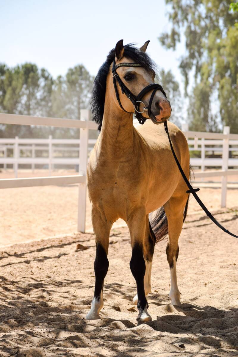 Children's riding pony Truffel posing on a path.