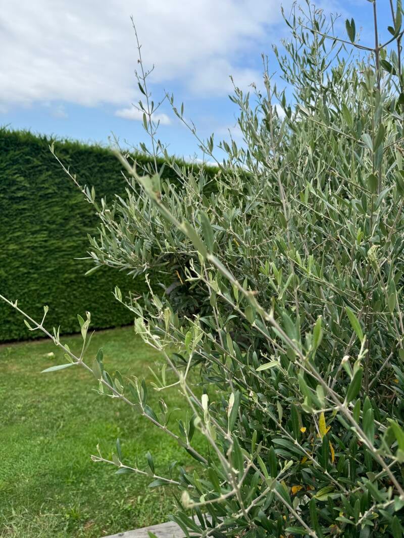 entretien arbuste et haie