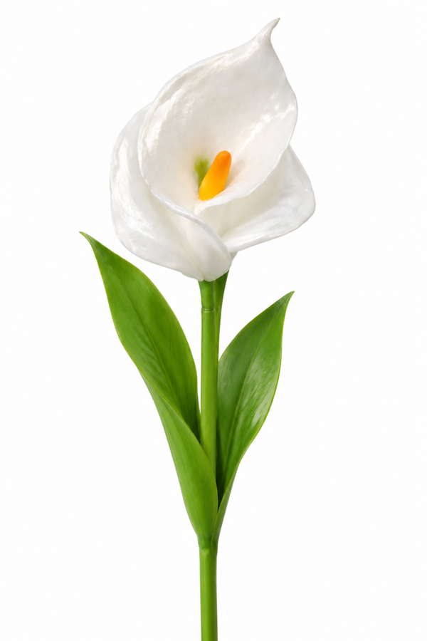 Arum/calla blanc