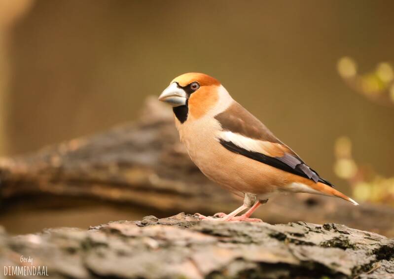 Appelvink 