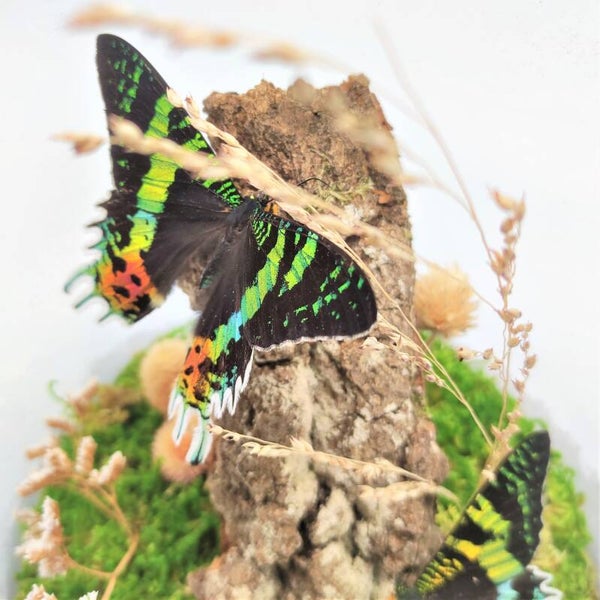 Urania Ripheus