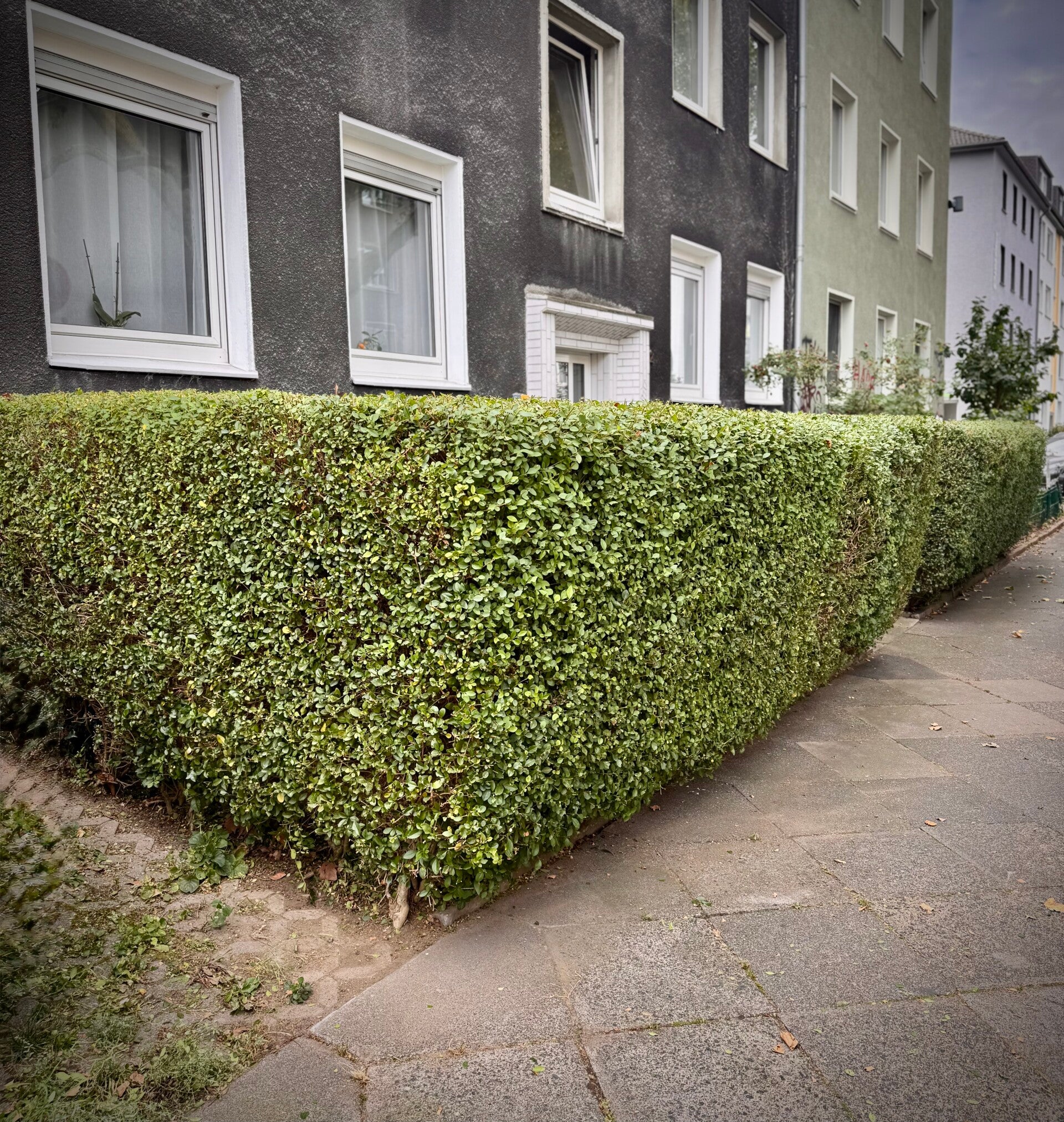 Nachher: Heckenschnitt und Vorgartenpflege für eine Hausverwaltung in Dorrtmund