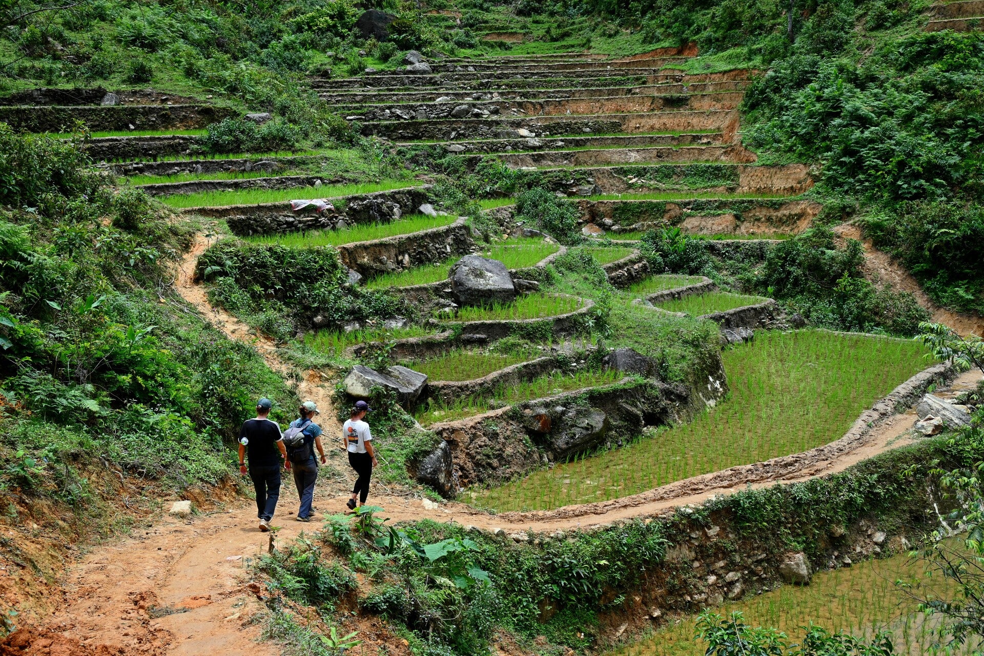 Les rizières de Sapa, Vietnam