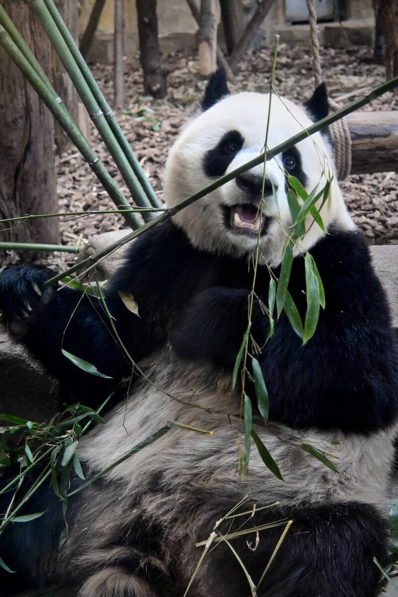 Pandas Géants Chengdu, Sichuan, Chine