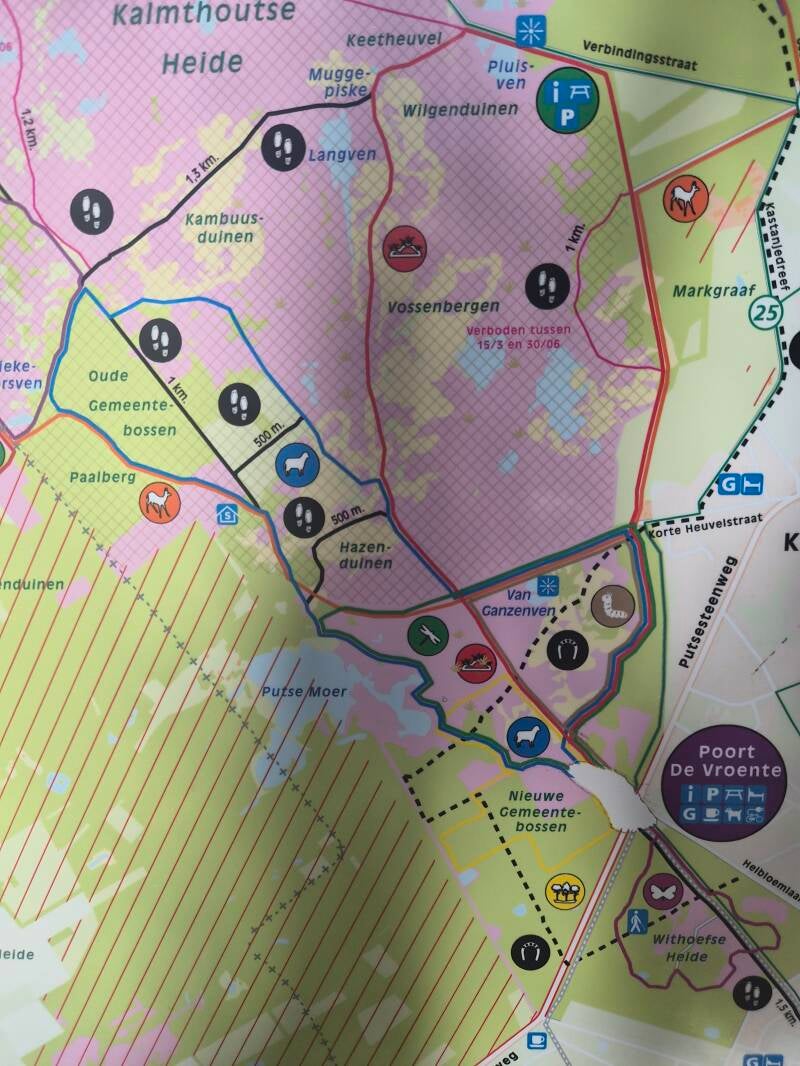 Wandeling schaap Kalmthoutse Heide