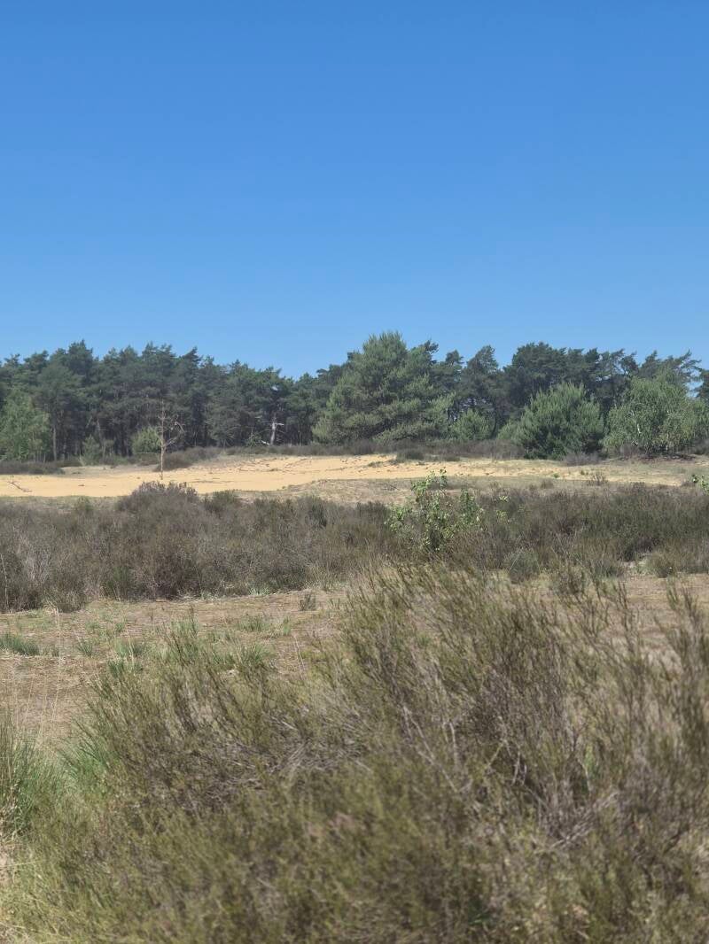 Kalmthoutse Heide