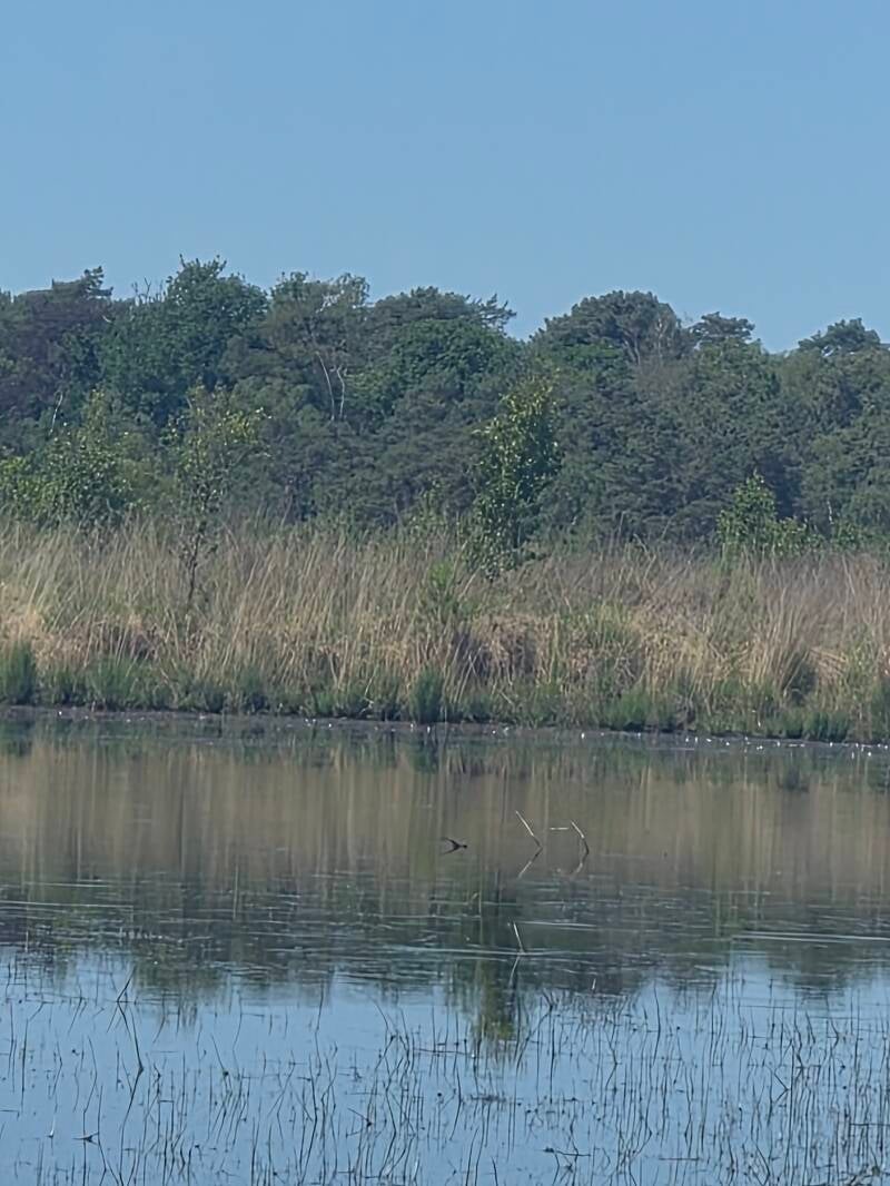 Kalmthoutse Heide