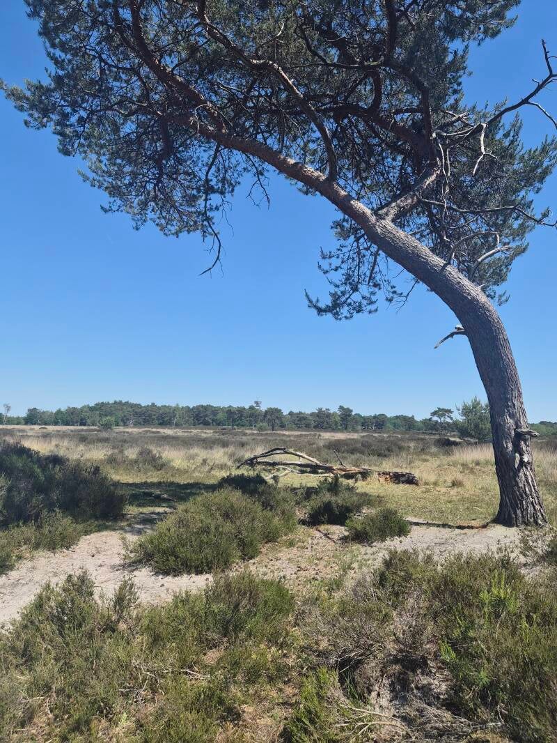 Kalmthoutse Heide