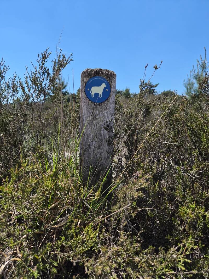 Wandeling schaap Kalmthoutse Heide