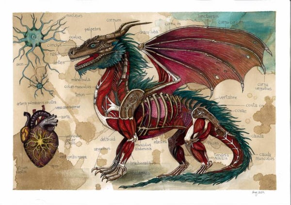 Anatomy of the Dragon print A4