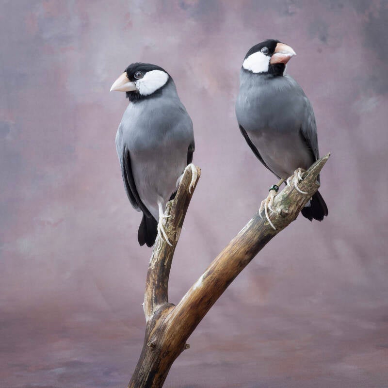 rijstvogels-standard-0t43w2.jpg
