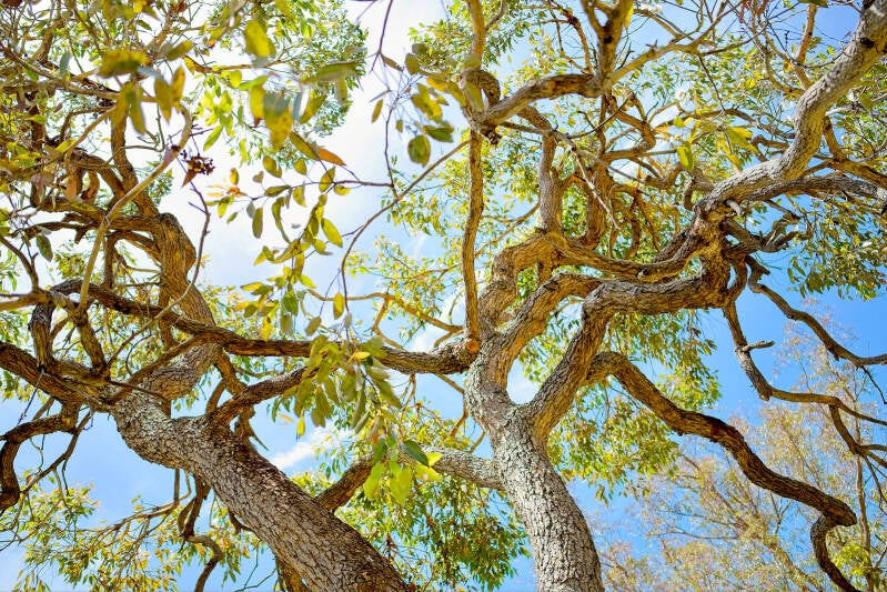 australie_671_perine_bonnard_original_uxga-standard.jpg