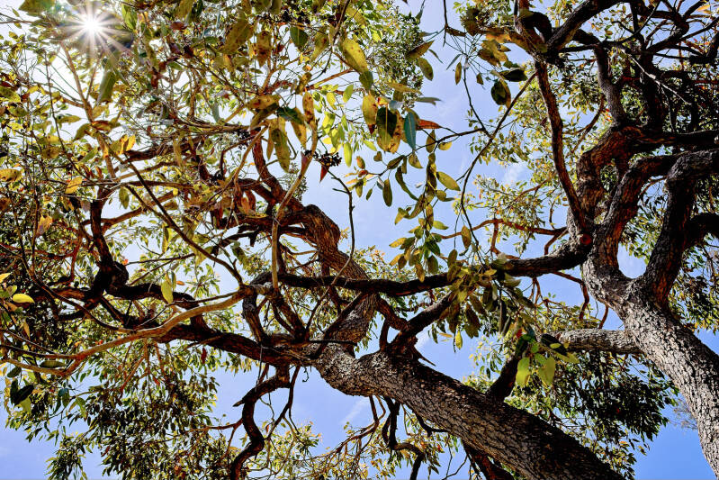 eucalyptus_668_perine_bonnard_original_uxga-standard-o9xa4z.jpg