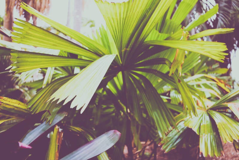 exotic_vegetation_616_perine_bonnard_original_uxga-standard.jpg