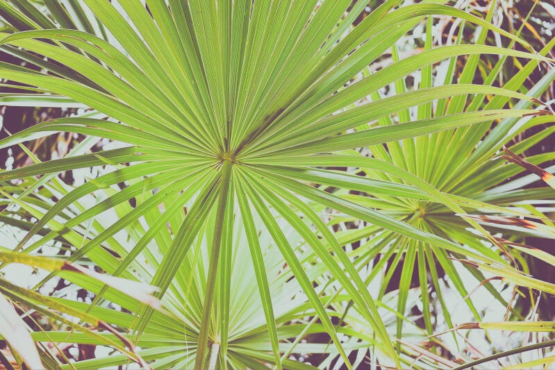 exotic_vegetation_625_perine_bonnard_original_uxga-standard.jpg