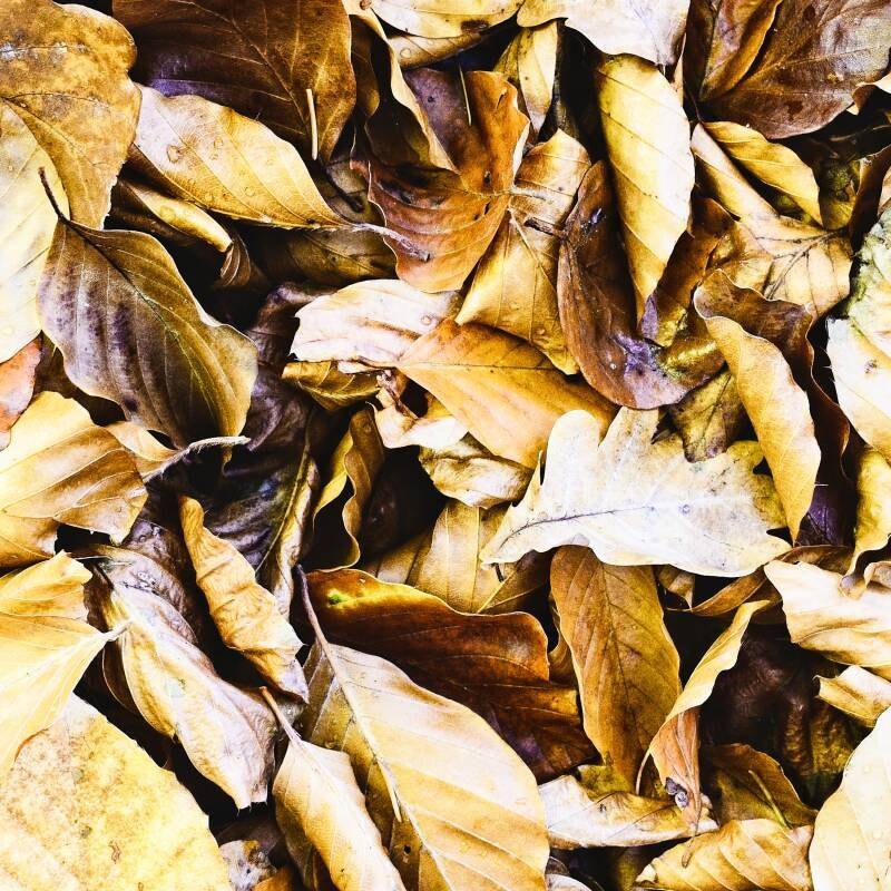 feuilles_3321_perine_bonnard-web-standard.jpg