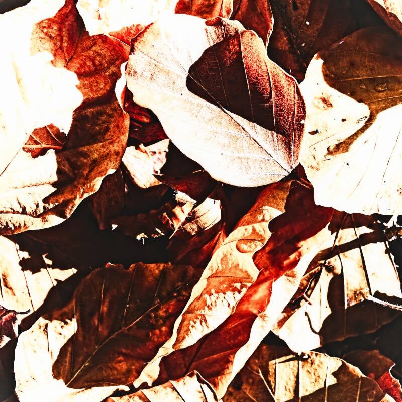 feuilles_334_perine_bonnard-web-standard.jpg