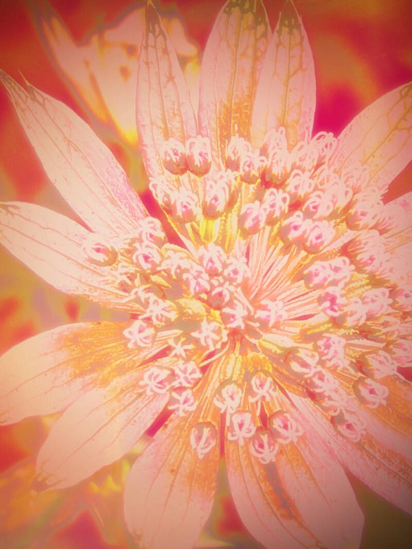 Flower Power 231 – Œuvre d’art en édition limitée - 30x45cm