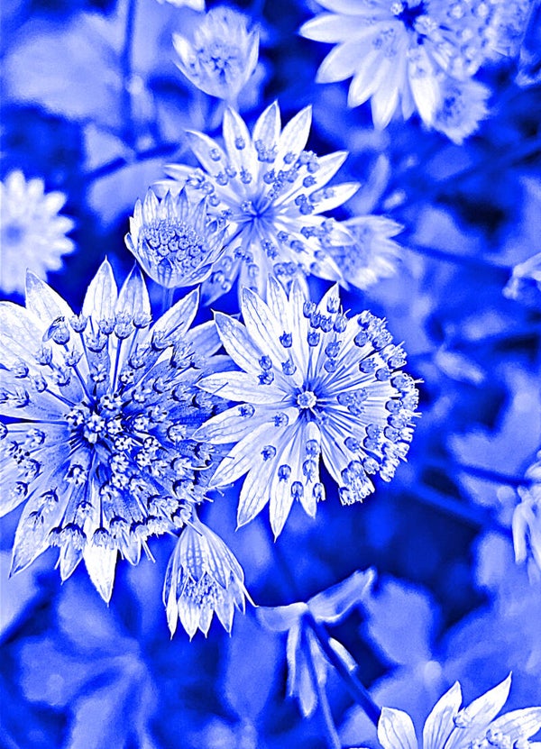 Flower Power 8493 – Œuvre d’art en édition limitée - 30x45cm