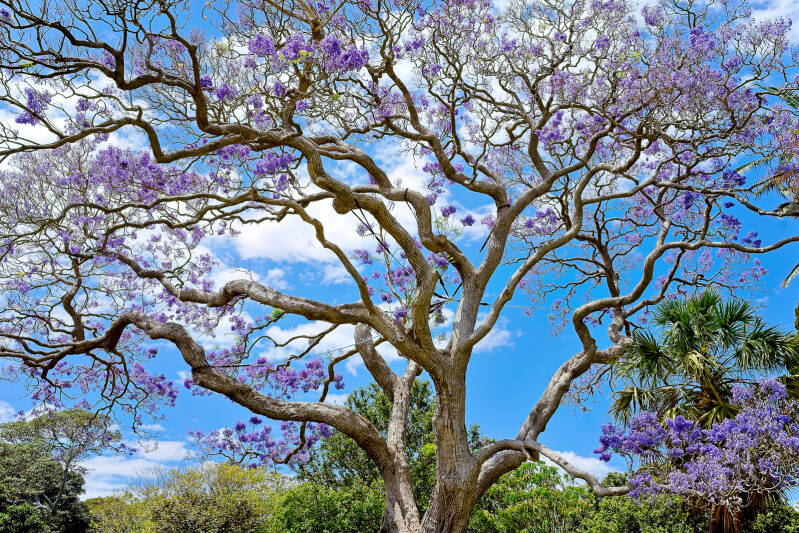 jacaranda_tree_651_perine_bonnard_original_uxga-standard.jpg
