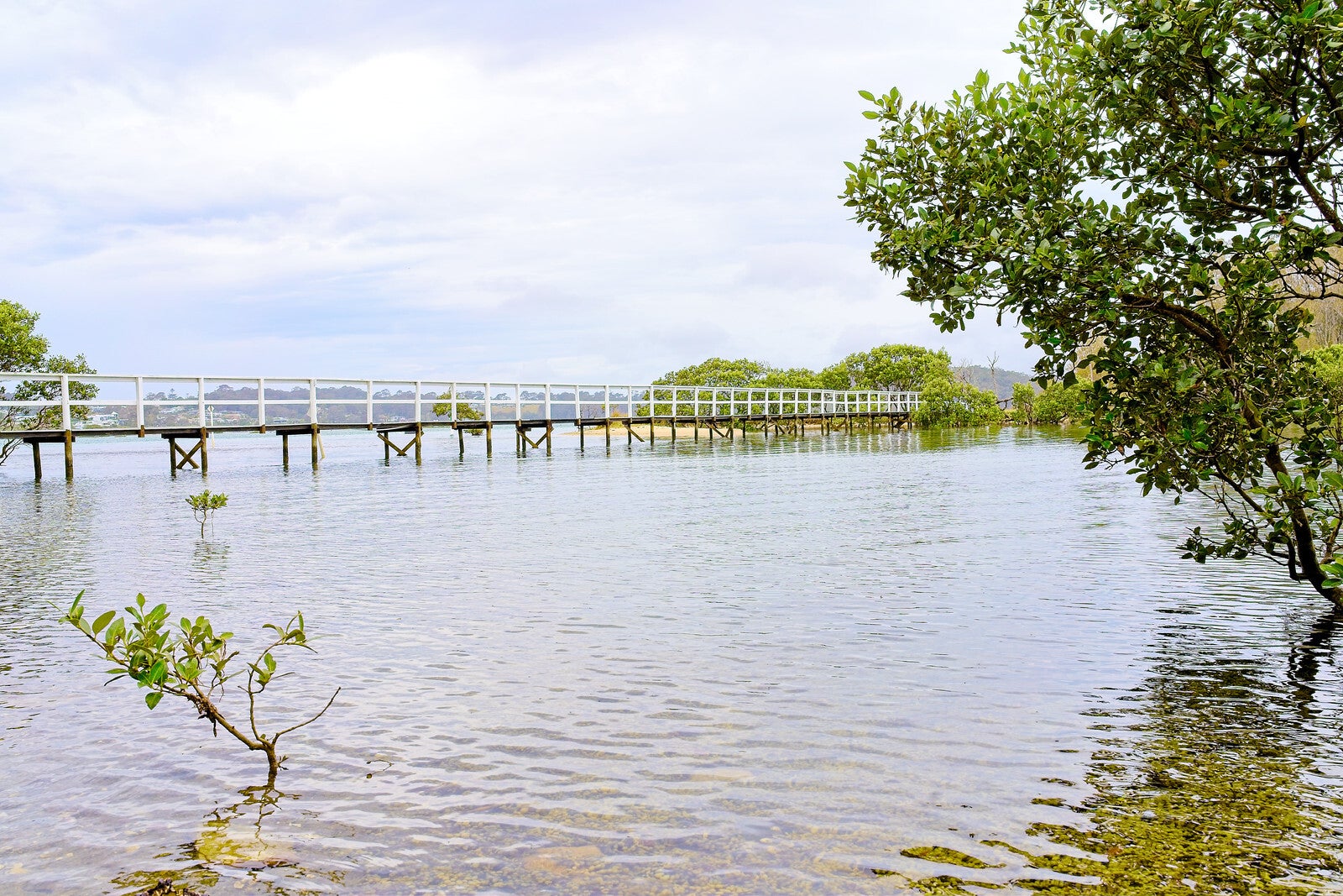 le_pont_dans_la_mangrove_092_perine_bonnard-2_original_uxga-standard.jpg