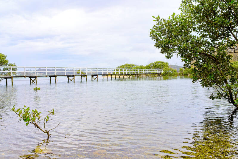 le_pont_dans_la_mangrove_092_perine_bonnard-2_original_uxga-standard.jpg