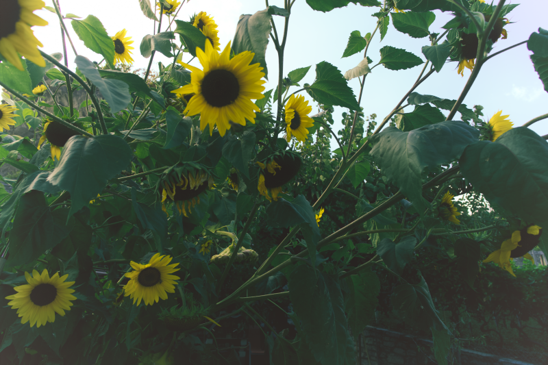 tournesols_7356_perine_bonnard-web-standard-6flrwk.png