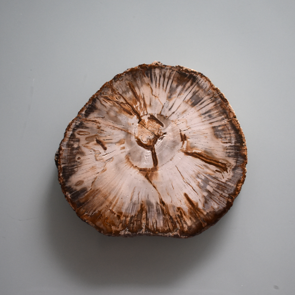 Platte aus Versteinertem Holz ... Typ: VH001